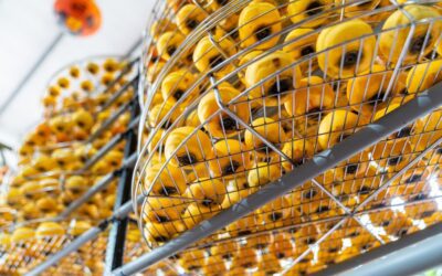 Setting the Standard: How ISO 9001, 14001, and 45001 Can Propel Your Business in Málaga