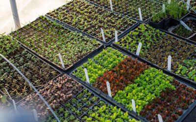 Unveiling the Directory of Hope: Businesses at the Forefront of Regenerative Change